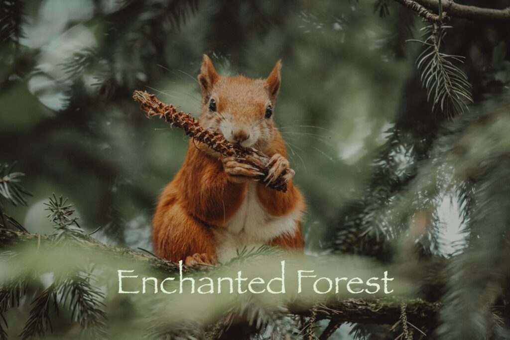 Enchanted Forest