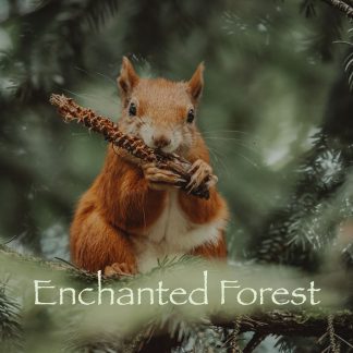 Enchanted Forest