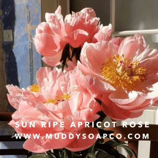 Sun Ripe Apricot Rose