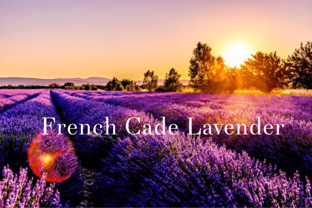 French Cade Lavender