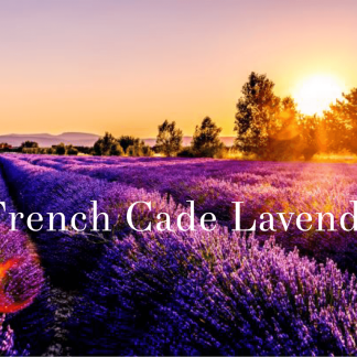 French Cade Lavender