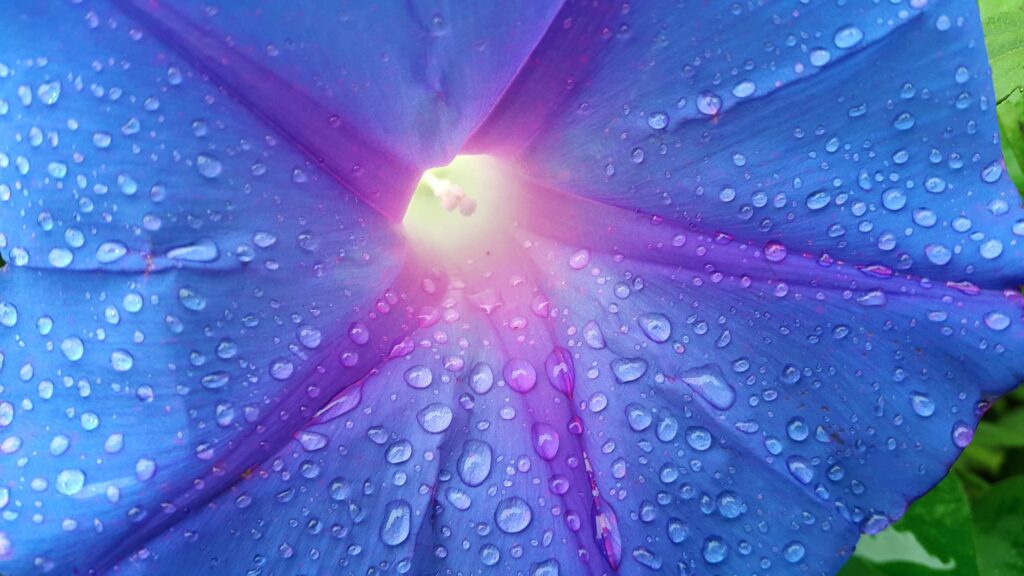 Dragonfly Moonflower