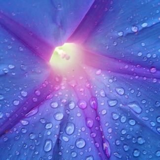 Dragonfly Moonflower