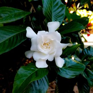 Rainforest Gardenia