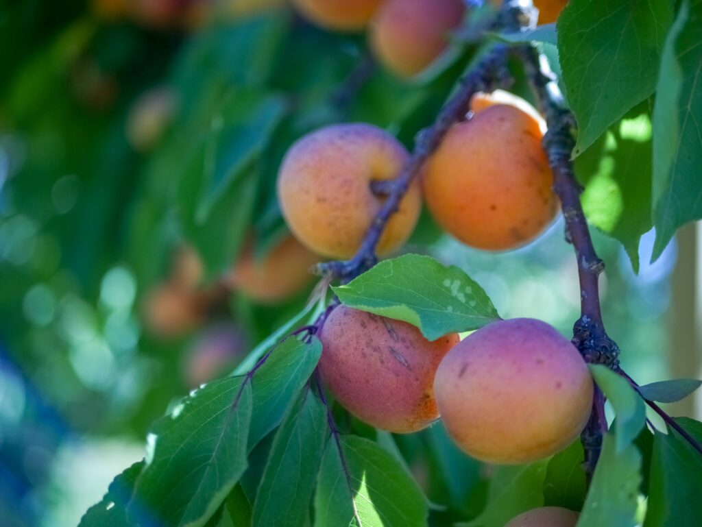 Lavender & Spring Apricot