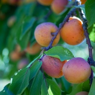 Lavender & Spring Apricot