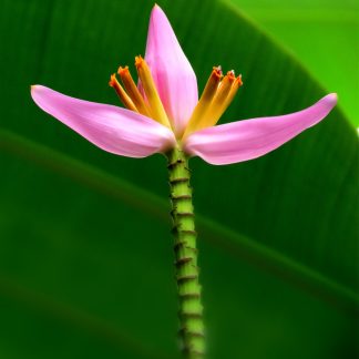 Pink Passionfruit & Banana Flower