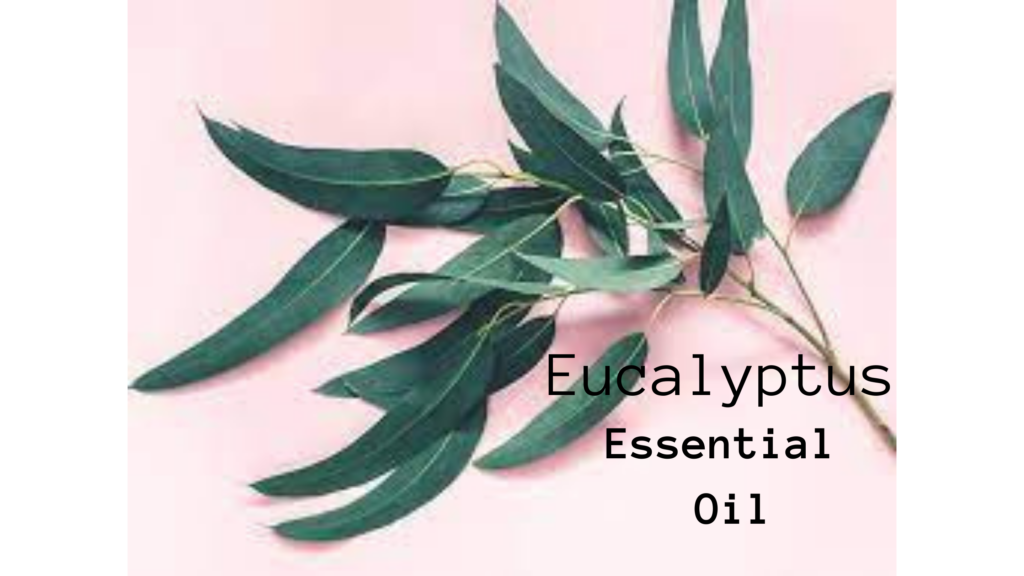 Eucalyptus Essential Oil
