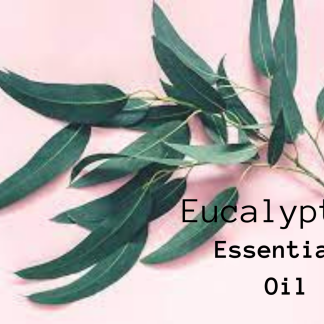 Eucalyptus Essential Oil